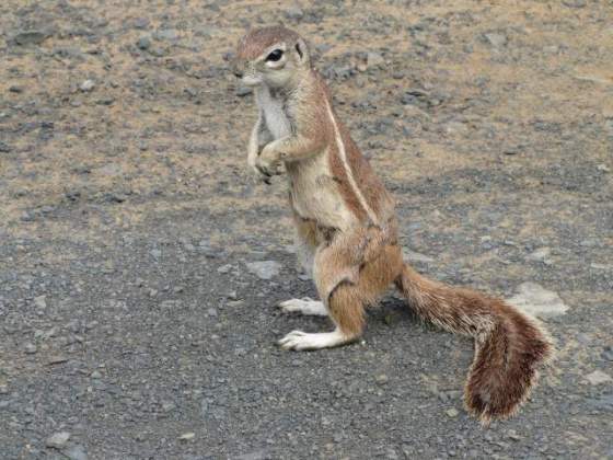 2011-01-04 014 Ground Squirrel