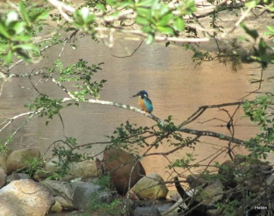 005 Little Stone half collared kingfisher