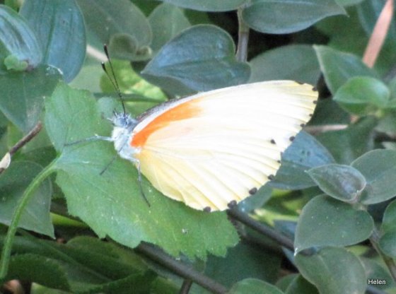 007 Little Stone butterfly