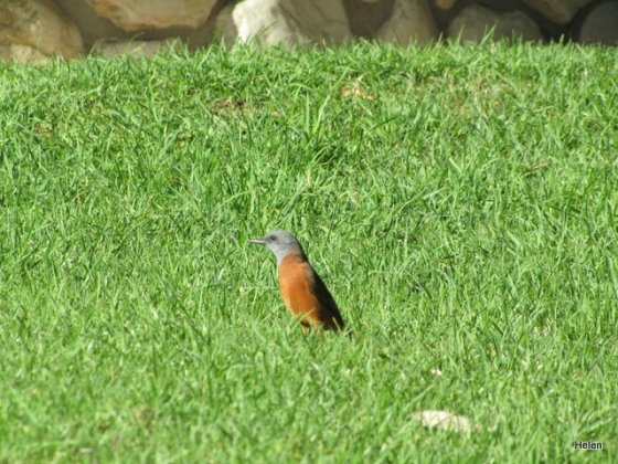 008 Little Stone Cape Rock Thrush