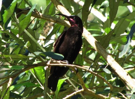 009 Little Stone Sunbird