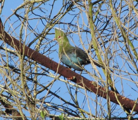 010 Little Stone Knysna turraco