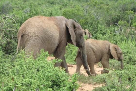 2011-01-05 004 Addo Elephant mom pushing baby