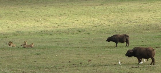 2011-01-06 006 Addo Lion and buffalo stand-off