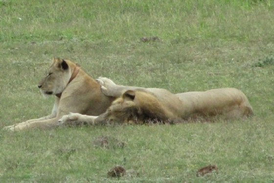 2011-01-06 011 Addo Lions