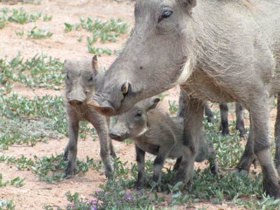 2011-01-06 021 Addo warthogs