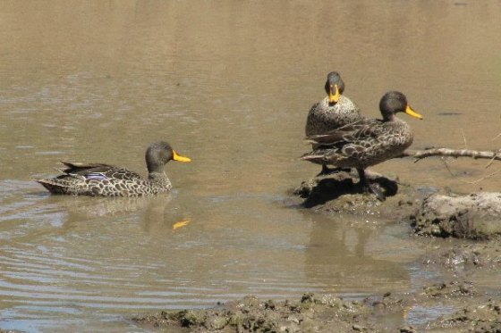 2011-01-06 023 Addo 3 yb ducks
