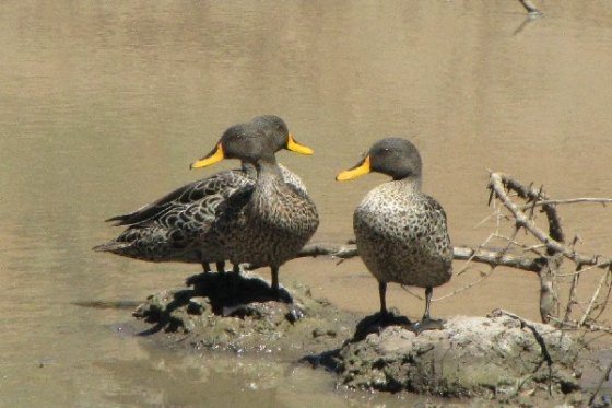 2011-01-06 024 Addo yb ducks 3