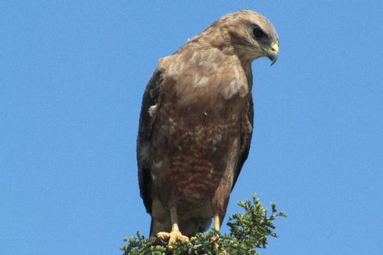 2011-01-07 012 Addo Steppe-Buzzard