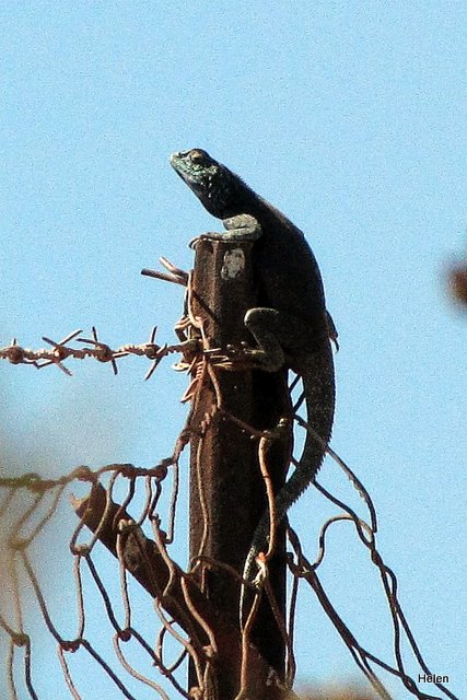 Lizard perched atop a pole