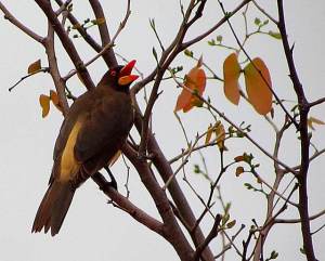 IMG_2441 yellow-billed ox-pecker