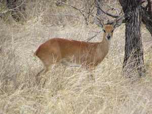 IMG_2653 Steenbok resized