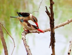 IMG_3002 Brown-hooded kingfishers mating