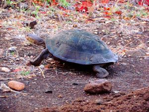 IMG_3020 terapin resized