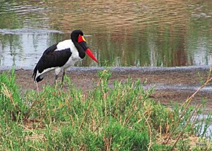Adult Saddle-billed Stork