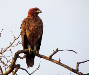 IMG_3056 Tawny eagle helen resized