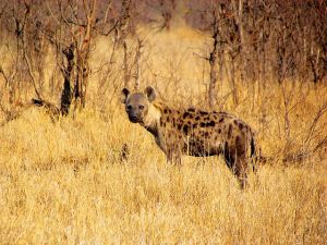 IMG_3073 Hyena blind eye Helen resized
