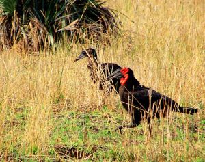 IMG_3085 Babalala Ground Hornbills resized