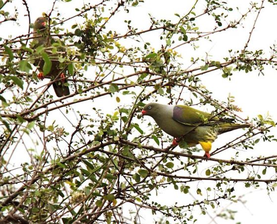 383Green Pigeon