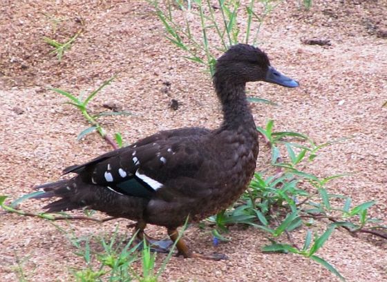 417 black duck