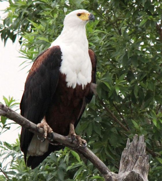 423 Fish Eagle