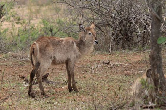 428 Waterbuck