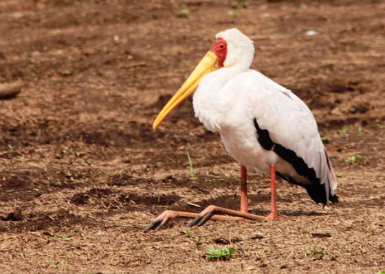 430 Yellow-billed Stork