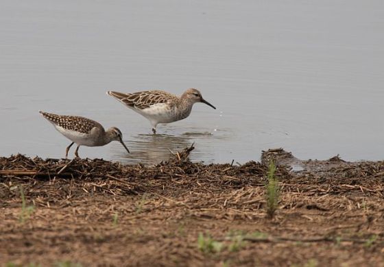 431 Common Sandpipers