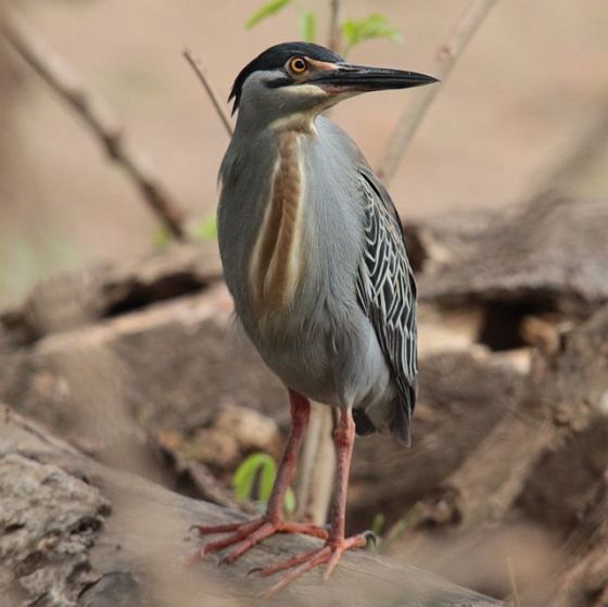 433 Green-backed heron