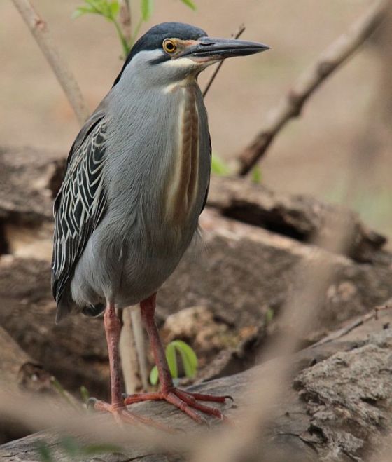 435 green-backed heron