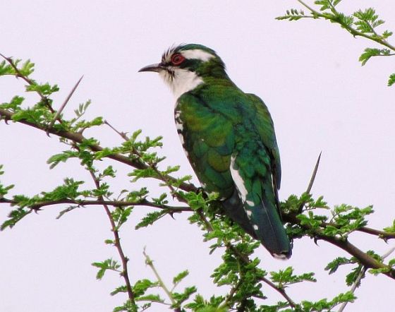 438 Diderick Cuckoo