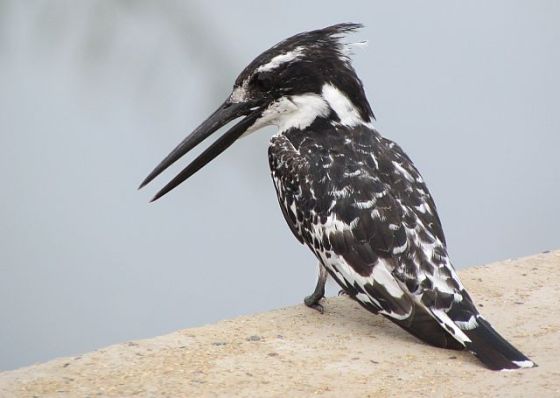 439 Pied Kingfisher