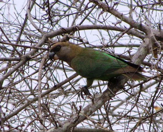 443 Brown hooded parrot