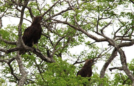 446 Brown Snake eagles