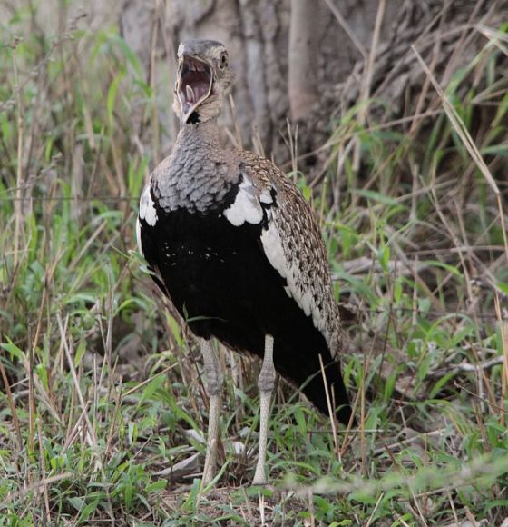448 Red-crested korhaan