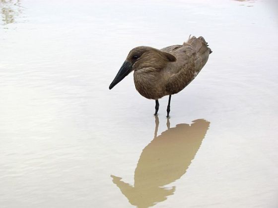 453 hammerkop
