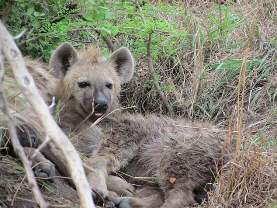 461 hyena pup (2)