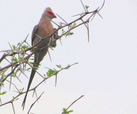 462 Red-faced mousebird