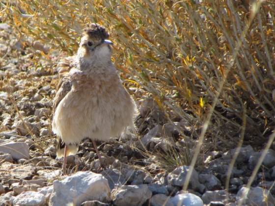 1-130 IMG_1026 Spike-heeled Lark