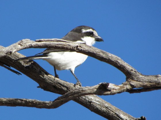 1-134 IMG_1072 Common Fiscal