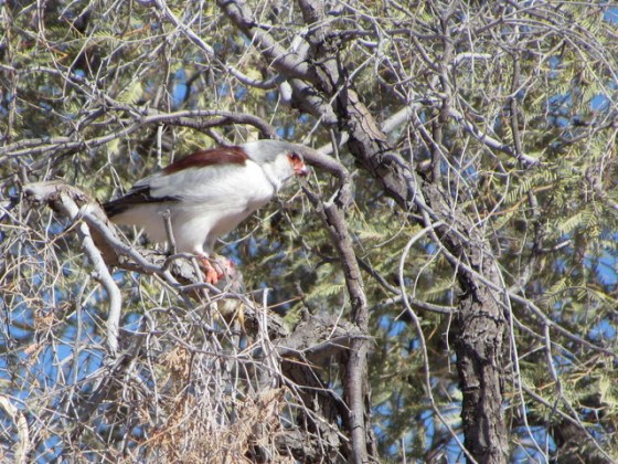 1-135 IMG_1078 Pygmy Falcon female