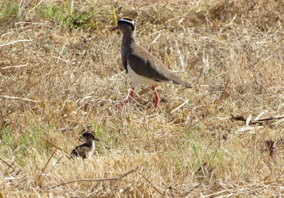 Leave my chick alone please