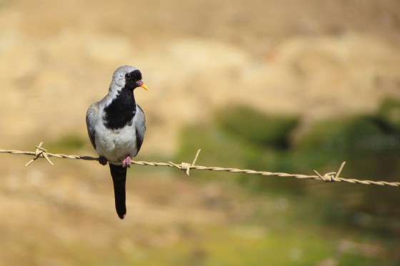 Namaqua Dove - Male
