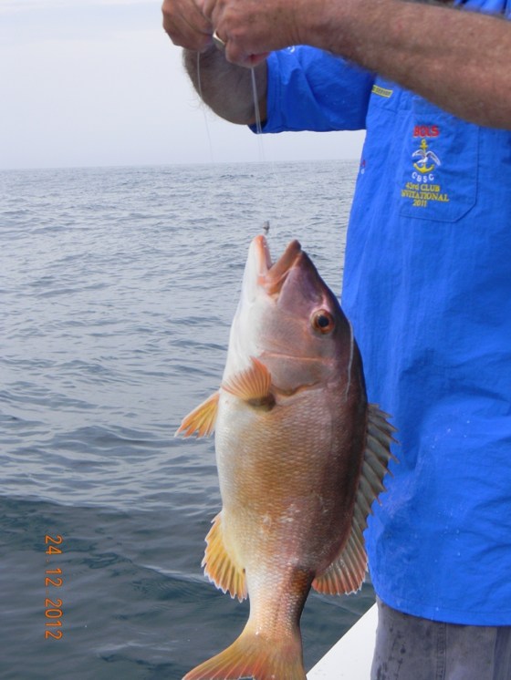 Red Steenbras caught and released by Alan (Rural Son-in-law)