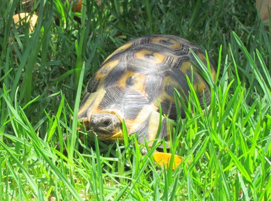 A wild visitor to my garden