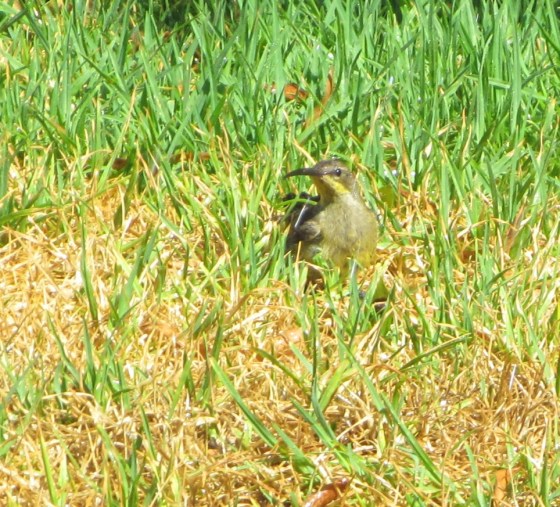 Female Cape Sugarbird on our lawn