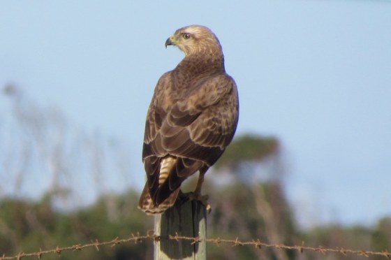 Steppe Buzzard