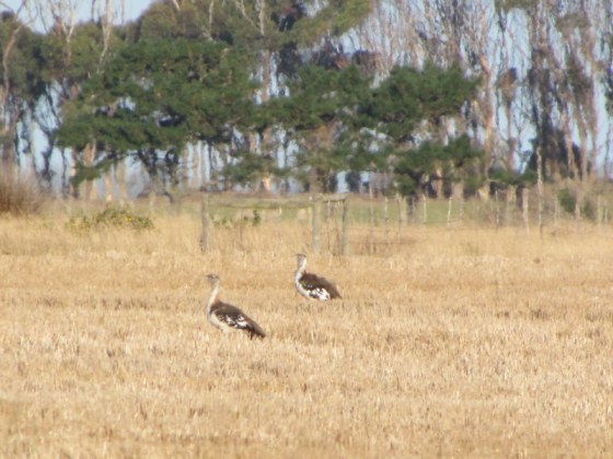 The Elusive Denham's Bustards