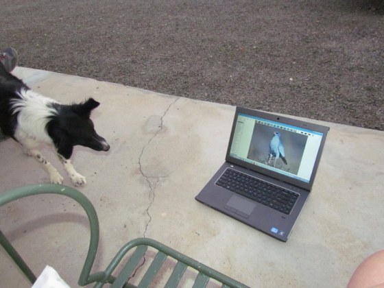 Tes was intrigued by the bird calls coming from my laptop!