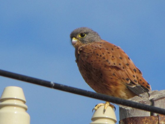 Rock Kestrel